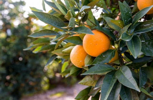 花城赴春约，盒马鲜生送来阳光鲜橙的问候